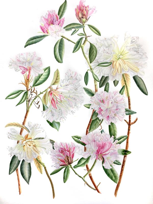 Botanical Watercolour Workshopwith Vicky Mappin